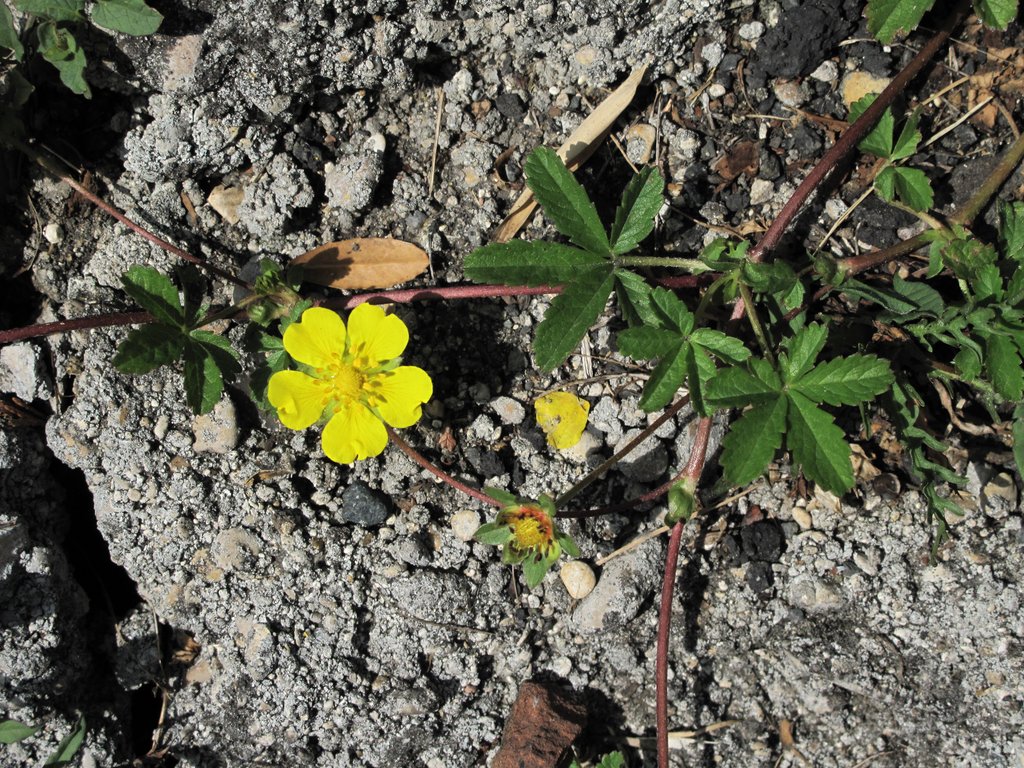 Potentilla reptans